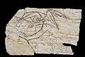 Category:Pterosauria fossils - Wikimedia Commons