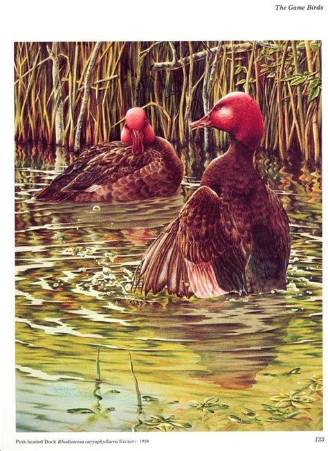 Items similar to PINK-HEADED DUCK . Extinct Vanished Bird Species. Environmental Interest ...