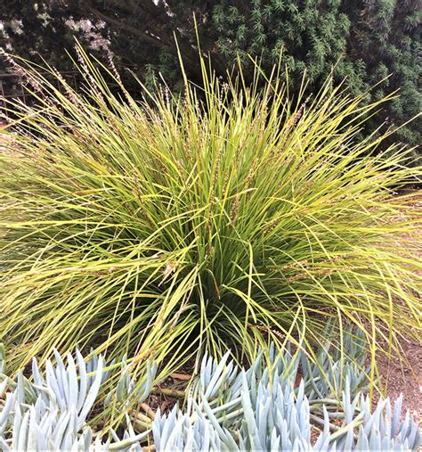 Drought-Tolerant Ornamental Grasses - Fine Gardening