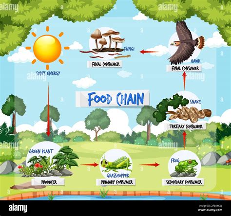 Food chain diagram concept on forest background illustration Stock Vector Image & Art - Alamy