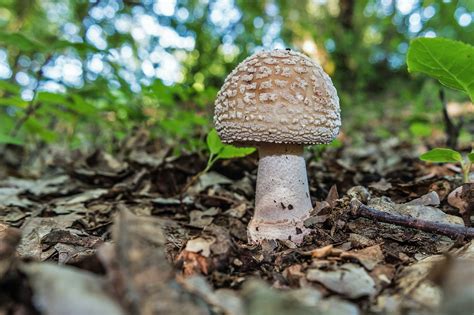 Amanita rubescens | JuzaPhoto