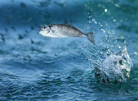 Fish Jumping Out Of Water Pictures, Images and Stock Photos - iStock