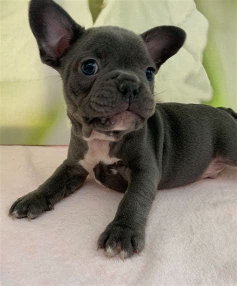 French Bulldog Puppies For Sale | Austin, TX #293906