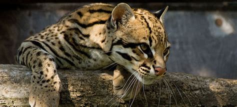 Monitoring Ocelots in Trinidad