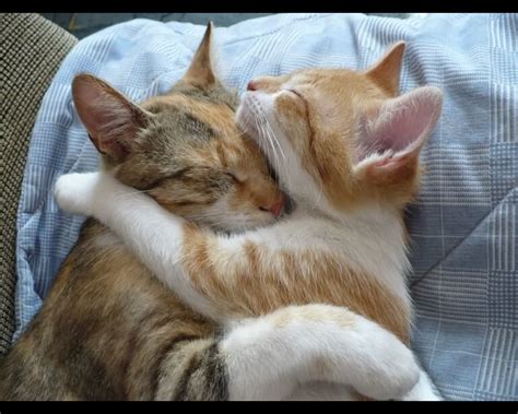 image drôle et comique | Cat hug, Cats, Cute baby cats