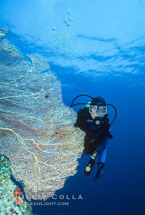 SCUBA Diving in the Red Sea, Egypt, Egyptian Red Sea, #36259