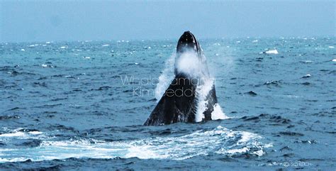 Samana Whale Watching Tours - Photo Gallery Humpback Whales Samana Bay ...