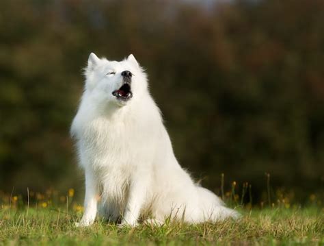 Dog Howling: Causes, Meaning, Howling Breeds, and Separation Anxiety