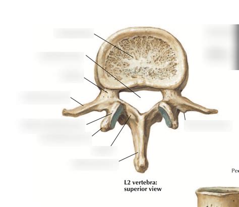 Lumbar Vertebrae