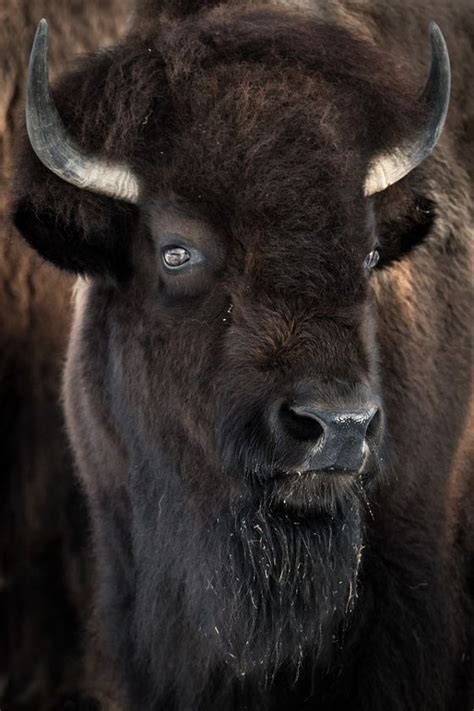 17 Best images about Buffalo on Pinterest | American bison, Daniel o'connell and Buffalo art