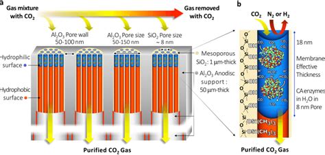 | Enzymatic liquid-membrane design and mechanism of CO2 capture and... | Download Scientific Diagram