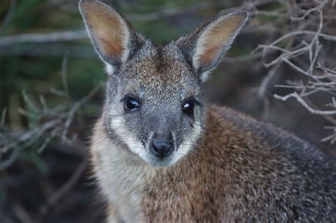 Tammar Wallaby • ReWild Perth