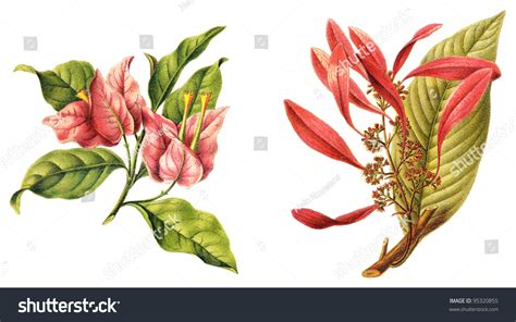 1 Chaconia drawing Images, Stock Photos & Vectors | Shutterstock