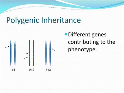 PPT - Polygenic Inheritance PowerPoint Presentation - ID:1917436