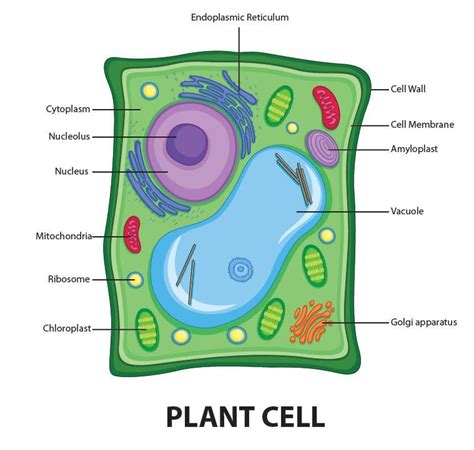 Plant Cell Diagram With Pencil : Animal Cell Coloring Pages Sketch - Free Printable ... - Check ...