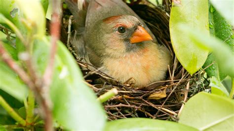 All About a Cardinal Nest and Nesting Habits - Birds and Blooms