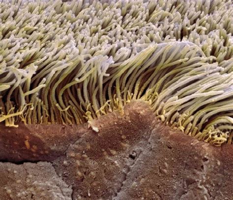 The Function and Cell Types of Epithelial Tissue