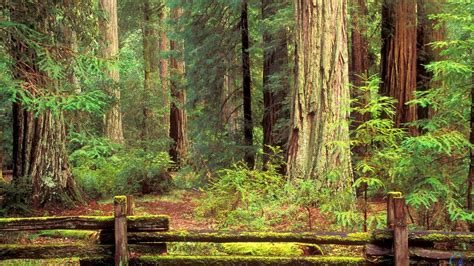 Redwood Forest Wallpapers - Top Free Redwood Forest Backgrounds - WallpaperAccess