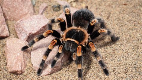 Stunning Tarantula: A 4K Ultra HD Wallpaper of Nature's Spider by JakeWilliamHeckey