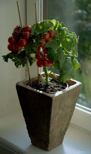 Tomato plant | My small tomato plant is getting on nicely. T… | Flickr - Photo Sharing!