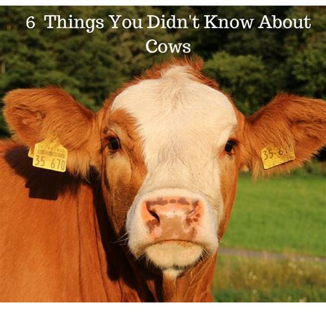 6 Mildly Fascinating Facts About Cows: - Farm Stay Planet | Cow facts ...