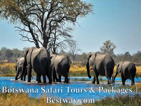 PPT - Botswana Safari Tours & Packages | Bestway.com PowerPoint ...