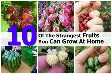 Strangest fruits | Weird fruit, Strange fruit, Edible garden