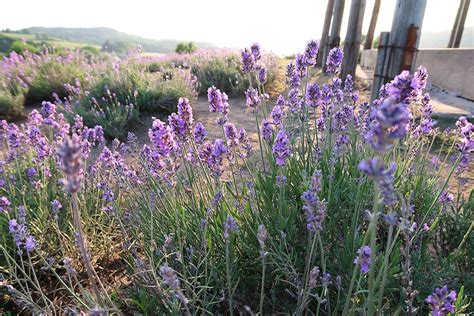 Summer in Japan means lots of lavender