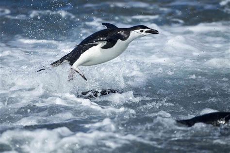 10 Incredible Animals That Live in Antarctica