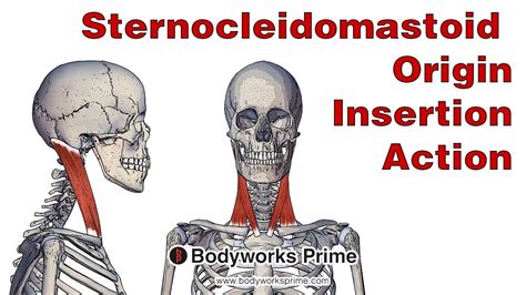 Sternocleidomastoid Anatomy: Origin, Insertion & Action - YouTube