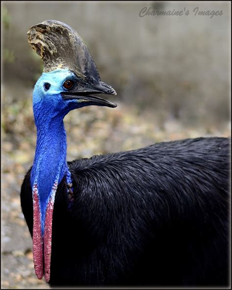 Cassowary - large, flightless bird | Flickr - Photo Sharing!