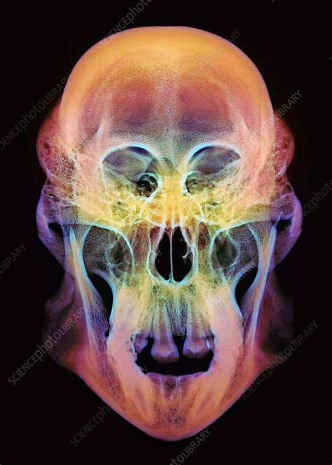 Orangutan skull - Stock Image - Z912/0088 - Science Photo Library