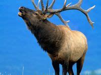 230 Best Elk bugle ideas | animals wild, elk pictures, elk hunting