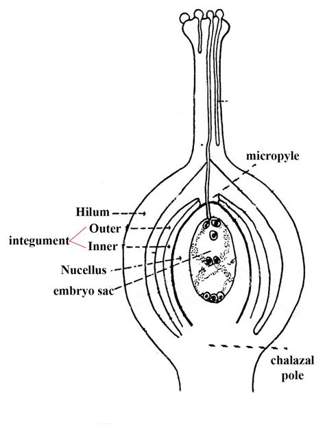 With a neat, labelled diagram, describe the parts of a typical ...