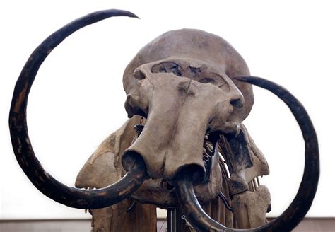 Ever seen a woolly mammoth fossil? Now you can at Cal State Fullerton – Orange County Register