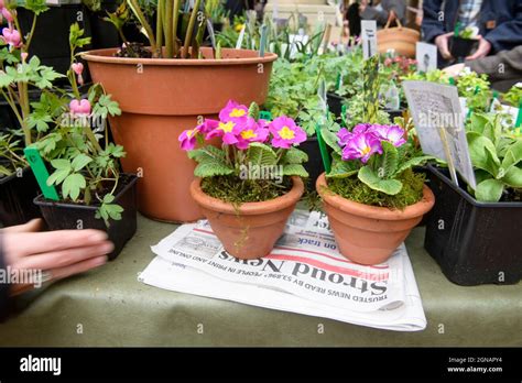 The local paper 'Stroud News & Journal' on a flower stall at the Stroud ...