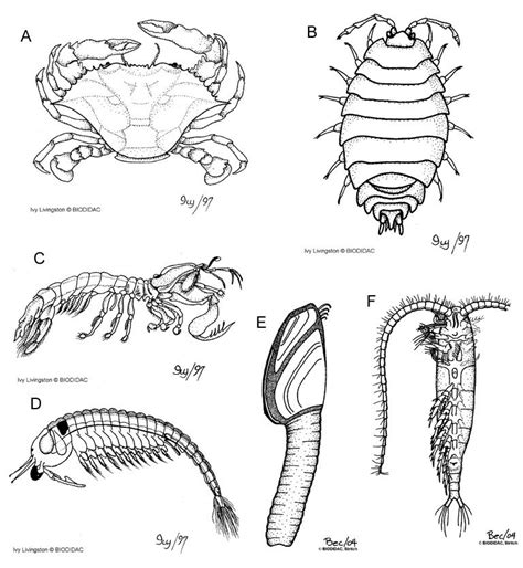 Examples of crustacean diversity. A, Brachyura (crabs); B, Isopoda (slaters and sea lice); C ...