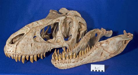 WitmerLab Dinosaur Skull Collection: tarbosaurus