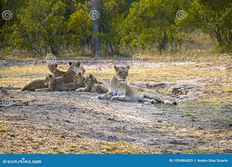 Two Lionesses with Four Cubs Laying Down Resting Stock Image - Image of lioness, game: 159486083