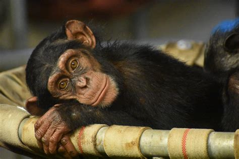 Baby Monkey at Hamilton Zoo, New Zealand : r/aww