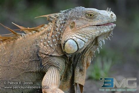 Closed season for Iguana hunting starts - Belize News and Opinion on ...