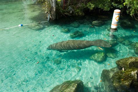 Free picture: endangered, Florida, manatee