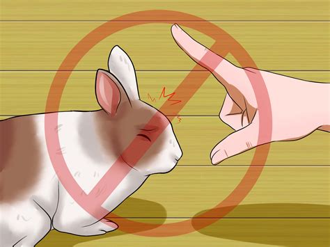 How to Teach Your Rabbit to Jump over Something (with Pictures)