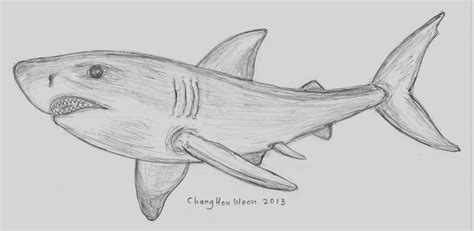 Shark Pencil Drawing at PaintingValley.com | Explore collection of ...