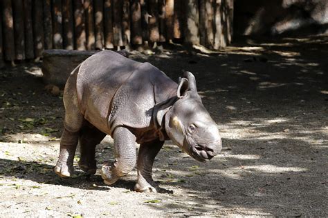 Baby Rhino | Zoo-ology | Einar's Photos | Einar Gall's Photo Gallery