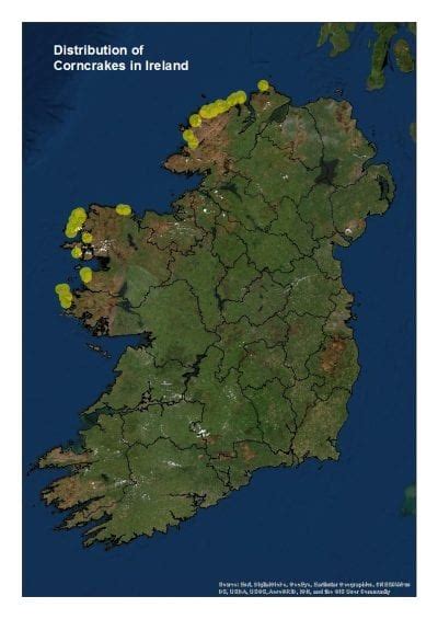 Corncrake Conservation - BirdWatch Ireland