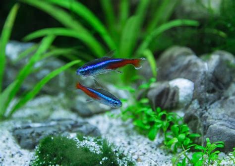 How To Breed Neon Tetras? The Simple & Easy Ways