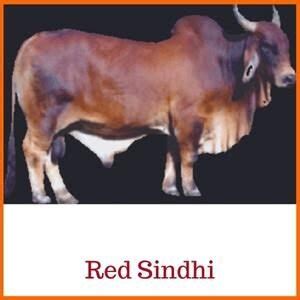 32. Red Sindhi_Indian Cow Breed - Surabhivana Gaushala | Donate To Feed And Save Cows | Non ...