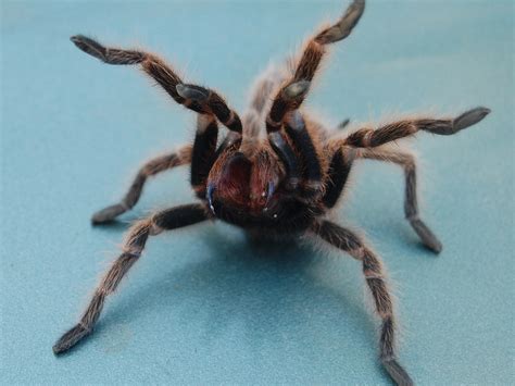 How To Deal With A Tarantula Bite: What To Do And When To Get Help