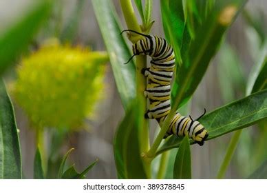 Monarch Butterfly Caterpillar Stock Photo 389378845 | Shutterstock